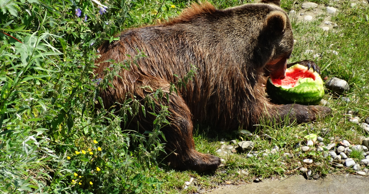 A Medve Hűtőlátogatása: Videó az Imádni Való Dinnye-Tolvajról