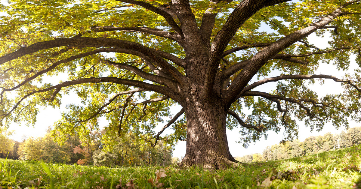 Építsd a természettel hosszú távú kapcsolatod - Ültess őshonos fákat, melyek 500 évig is életben maradhatnak