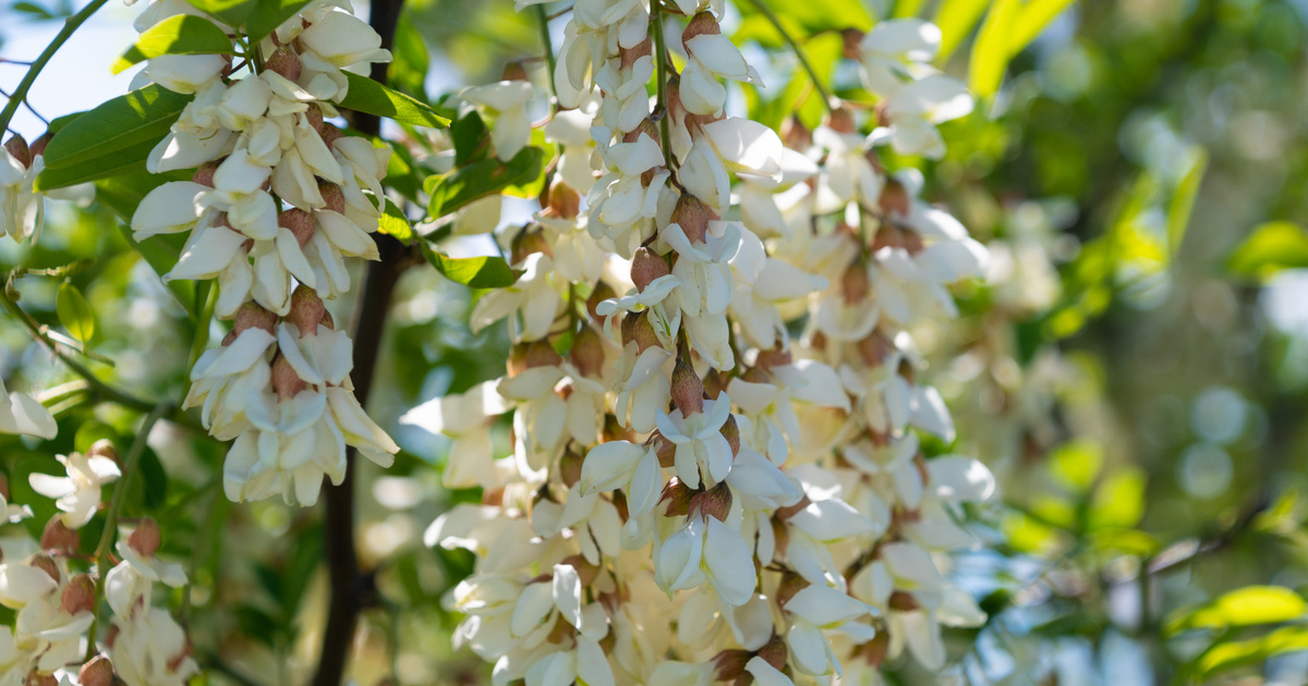 A veszélyes szépség: az akácfa virága csábító illatával csalogat, ám mérgező hatású lehet