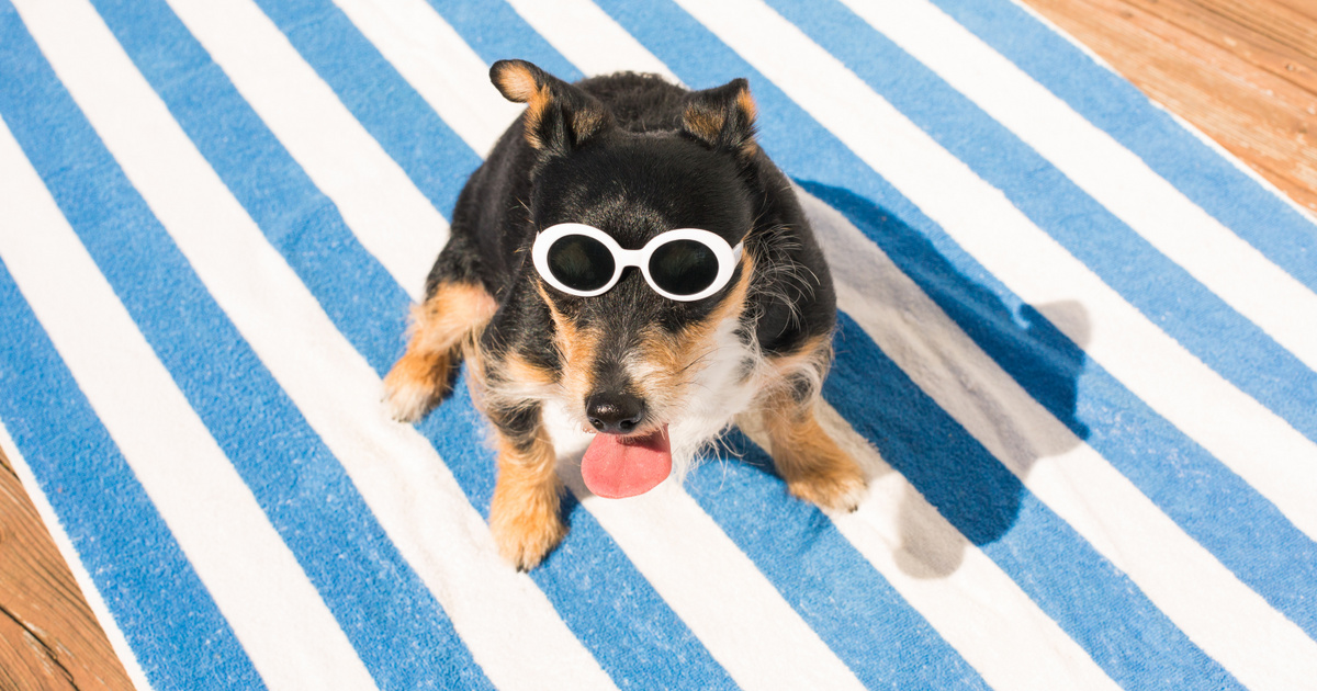 A kutyák védelme a forró nyári napokon - Hasznos tippek a hőguta megelőzésére