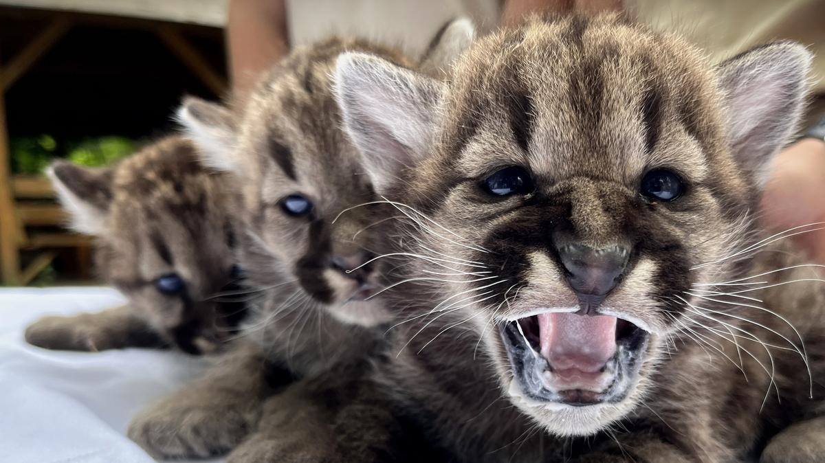 Pillanatképek a Nyíregyházi Állatpark friss hármas puma jövevényeiről: bájos ikrek édes pillanatai