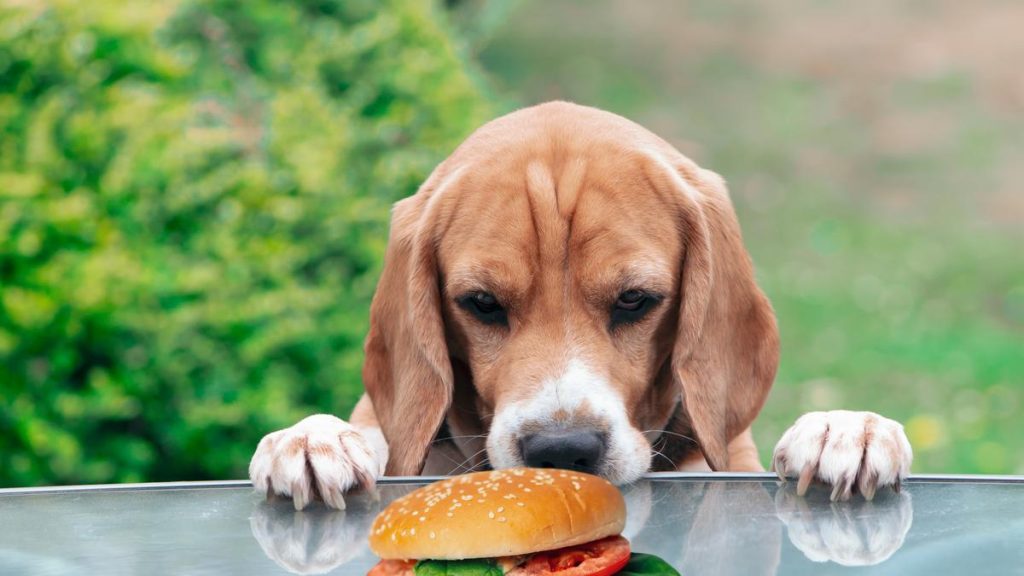 Az emberek ételei ártalmasak lehetnek a kutyának: A kutya súlygyarapodásának veszélyei