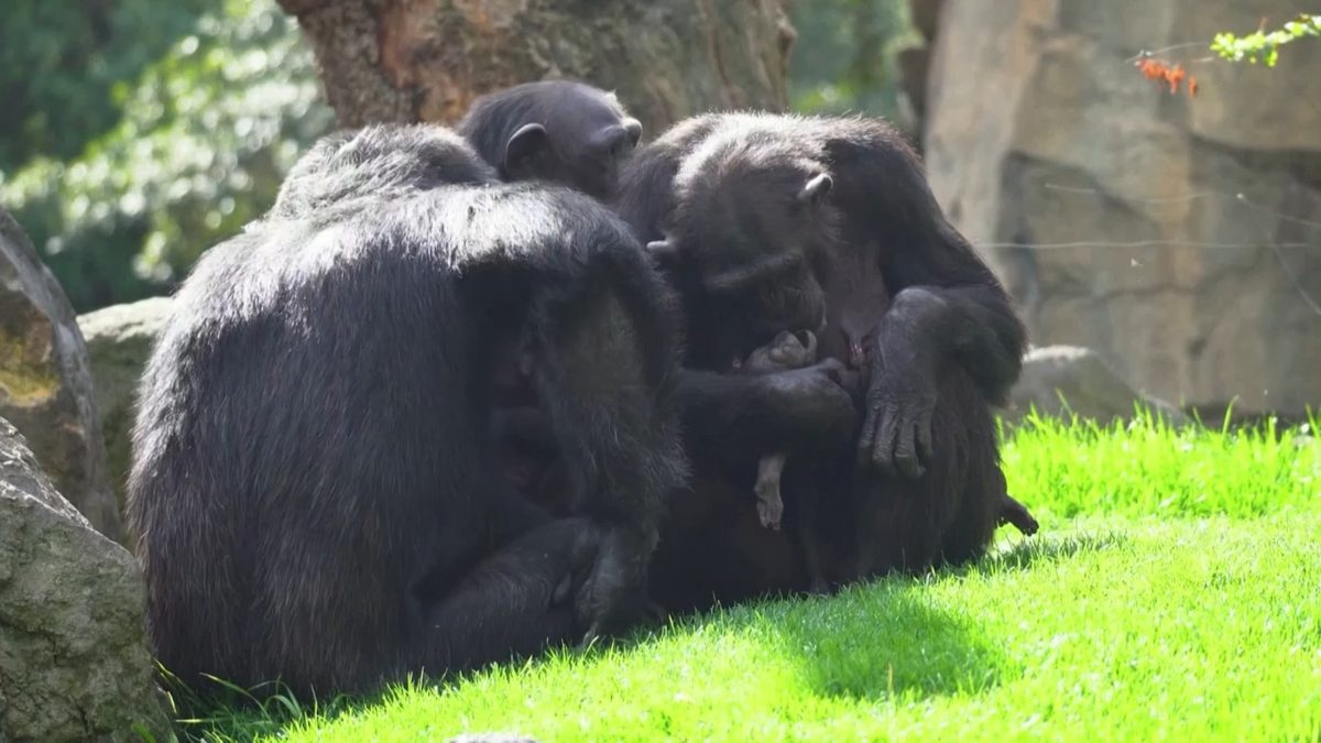 Egy anya fájdalmas vesztesége: a csimpánzanyuka, aki halott kölykét hordozza magával - videó