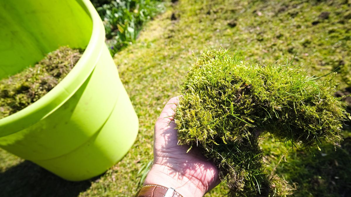 Hogyan szabadulj meg a kertedben mohától egy egyszerű trükk segítségével