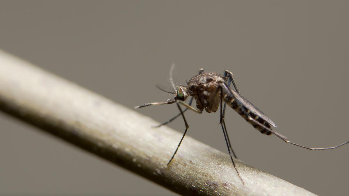Védekezz hatékonyan a szúnyogok ellen: tippek és trükkök a védekezéshez