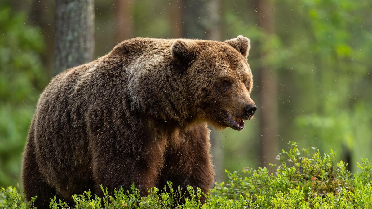 Veszélyben Aszód: Medve lopakodik a város határában!