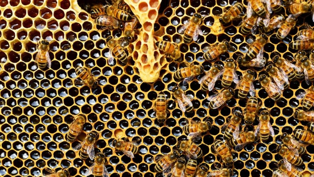 Élő rémálmok a falak mögött: 60 ezer méh „lakott” a kislány szobájában