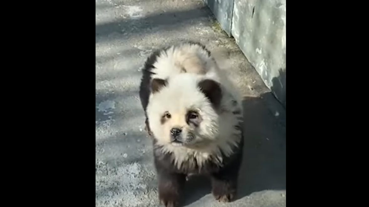Az “Egyre furcsább állatkertbiznisz: kutyák pandákká átváltoztatva