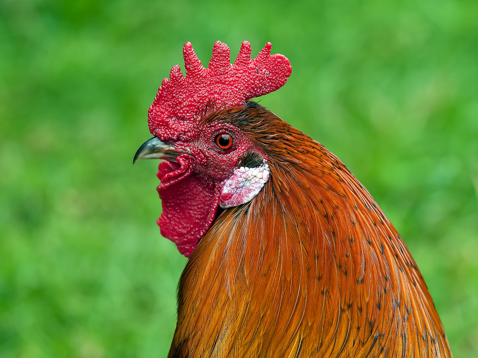 A megbecsült Sanyi, az ország kedvenc kakasa brutális támadás áldozata lett