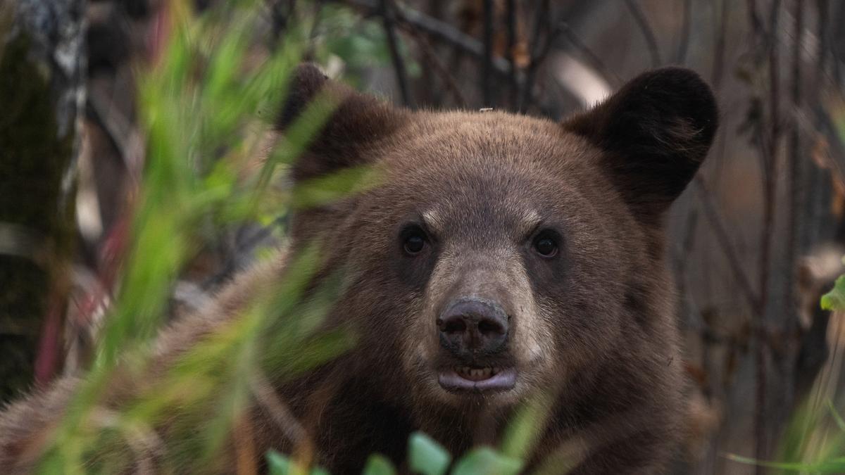 Biztonságos távolságból figyeljük a medveveszély hívószavát: néhány fontos tudnivaló az állatról