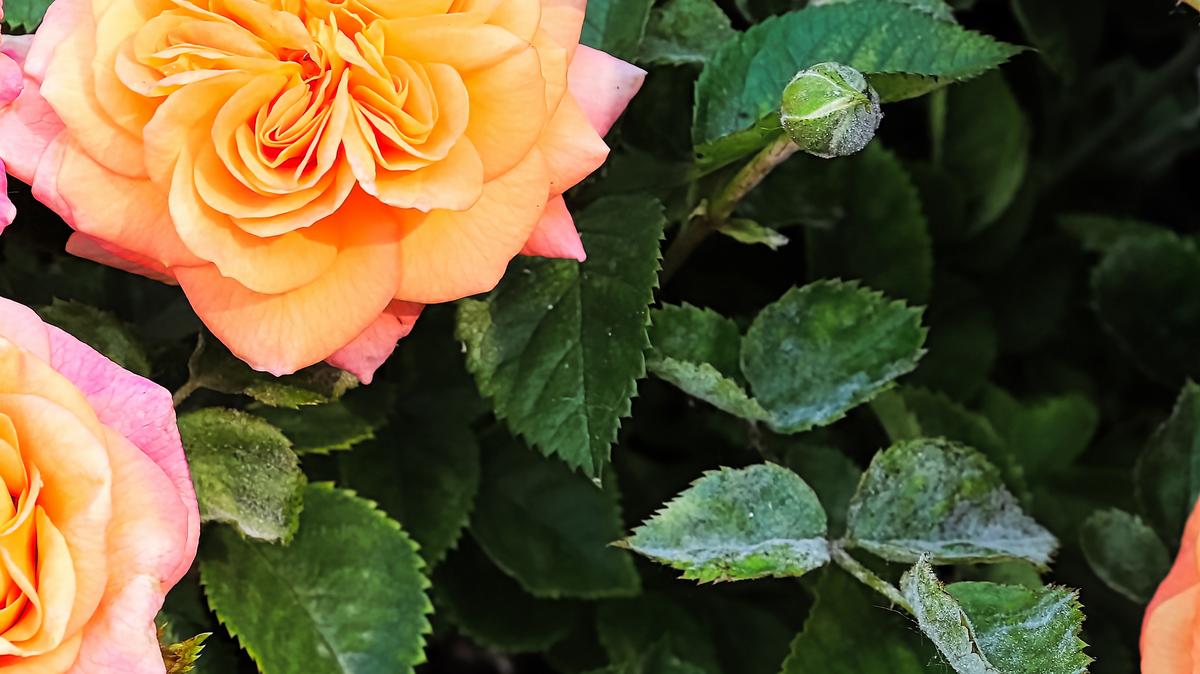 5 hatékony módszer a rózsák lisztharmattól való védelmére