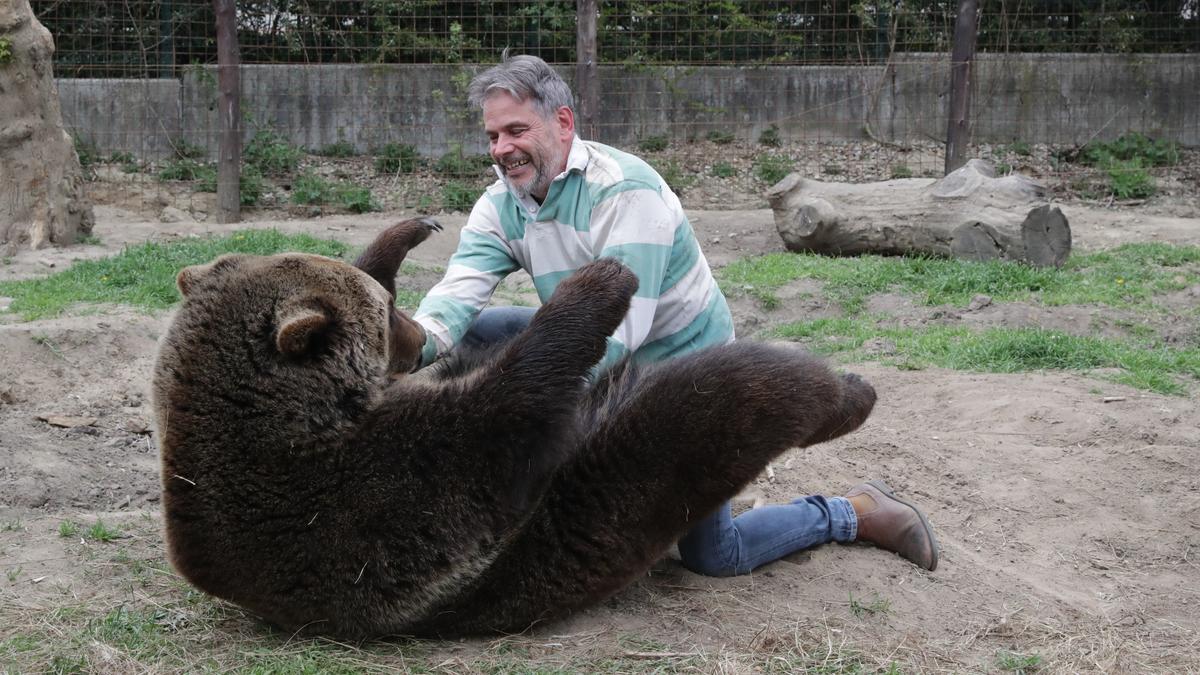 Farkasember vs Aszódi medve: a kíméletlen összecsapás története