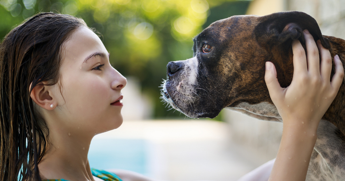 Kutya kedvesség: 8 családi kedvenc fajta, akik örömmel fogadják az örökbefogadást