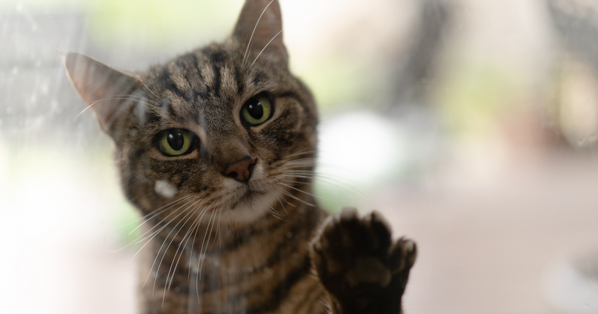 A világ legszomorúbb arcú macskája, akit az orvosok jóslata 7 éve túlélésre ítélt
