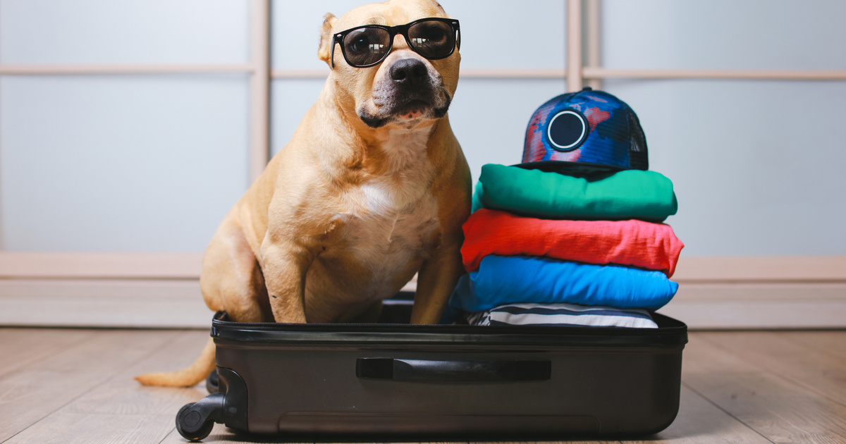 Repülőjárat kutyabarátoknak: végre lehetőség a kedvencekkel való utazásra