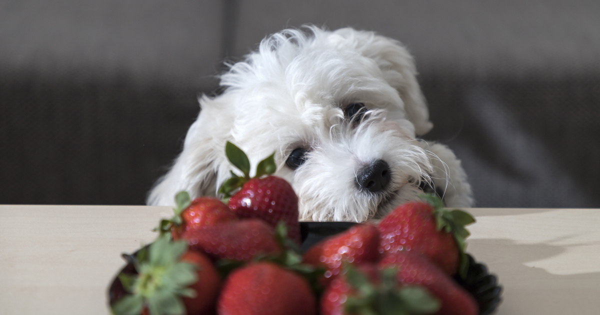 Mely ételeket lehet biztonságosan adni a kutyáknak? Íme a tiltott és engedélyezett étel-lista!