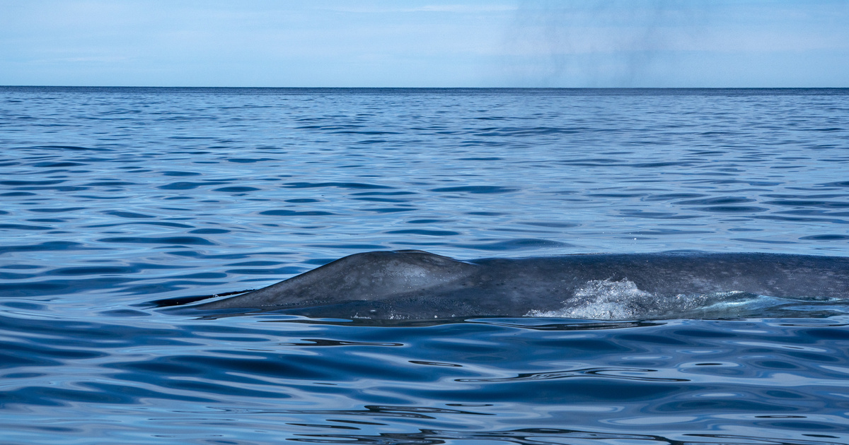 Megdöbbentő bálnaészlelés az Adrián: lakossági figyelmeztetés