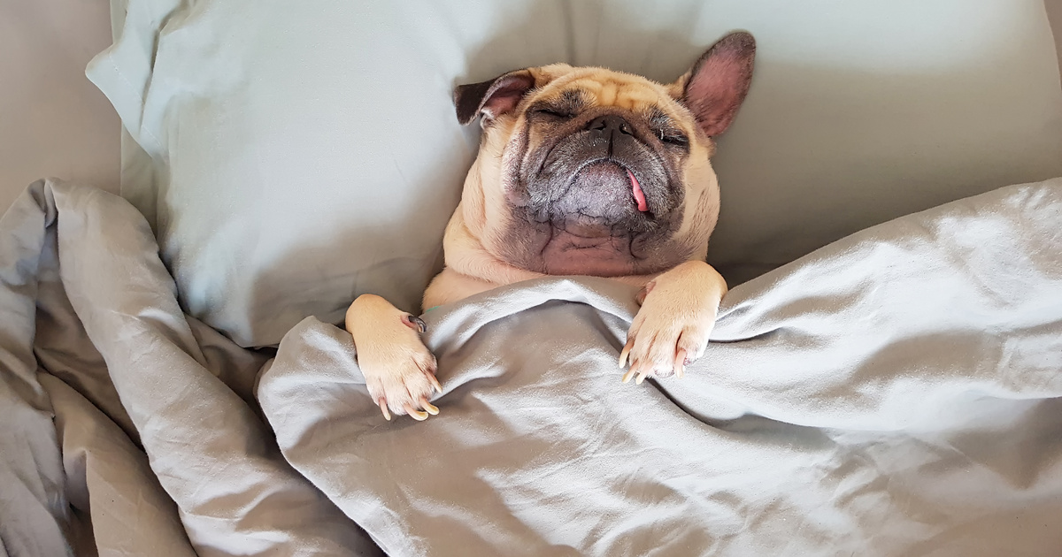 A “Figyeljünk oda a kutyánk alvásminőségére is