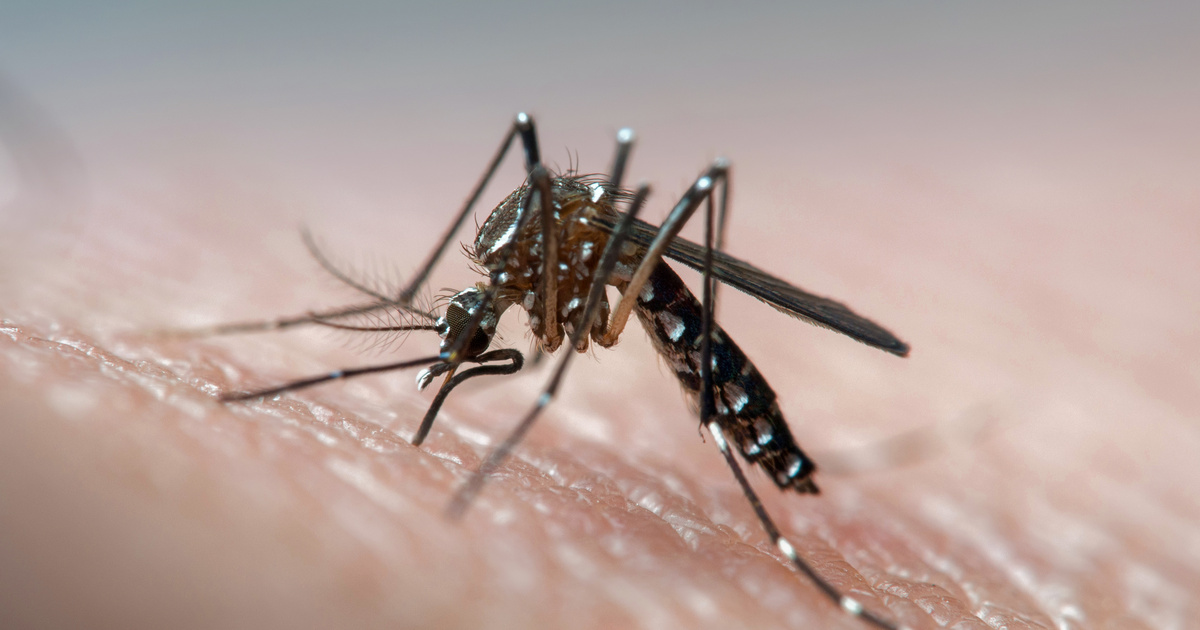 Figyelmeztető tünetek: Szúnyogcsípés után riasztó trópusi betegség jelei