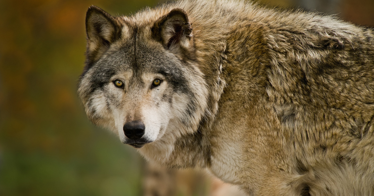 Farkas észlelése a magyar kirándulóhelyen: ritka felvételek az állatról