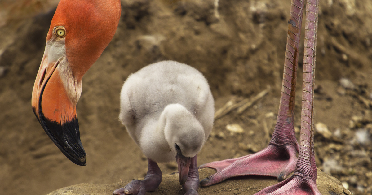 Elbűvölő tanuló videó: Egy bébi flamingó fél lábon állni próbál