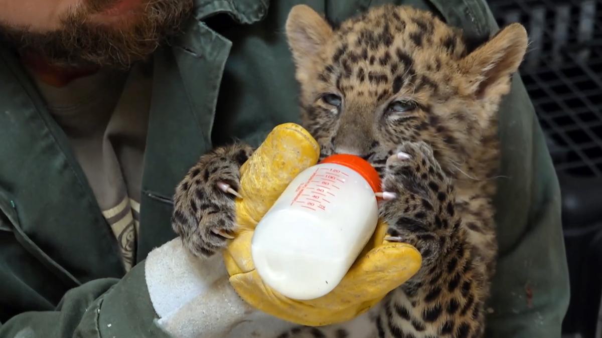 Poldi, az észak-kínai leopárdkölyök: egyedülálló pillanatok az igazgató irodájában