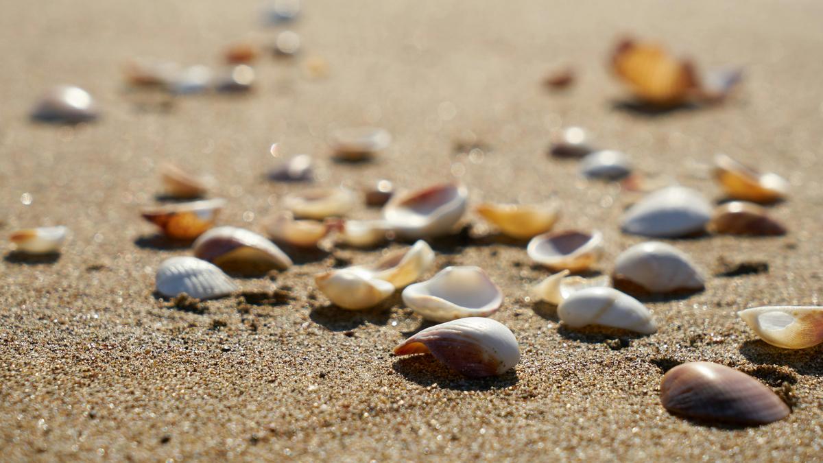 A tengerparti emlékek árnyékában – Mi veszélyeztetheti a természetet ha kavicsokat vagy kagylókat viszünk haza