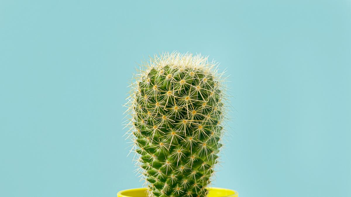 A tökéletes kaktusz-öntözés titka: a megfelelő mennyiség, az ideális módon