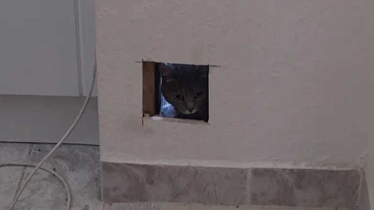 A Szabadulás hétvégéje: Maszat macska megszökött az óbudai panel falai közül