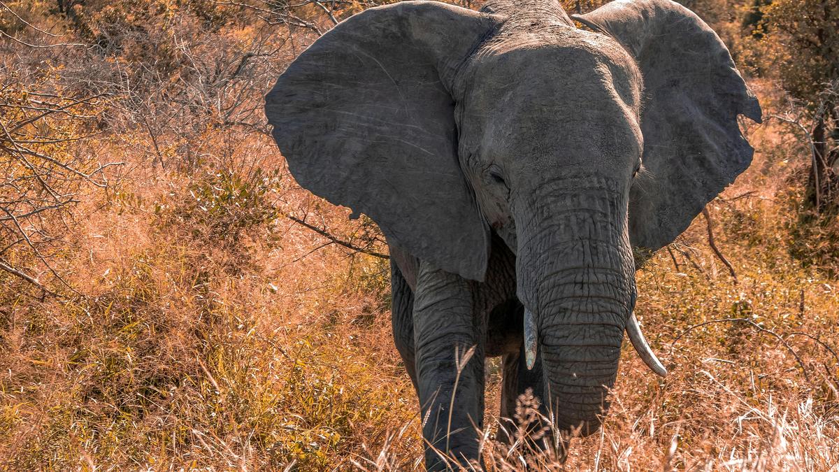 Tragédia Zambiában: Elefánt támadásban meghalt egy turista