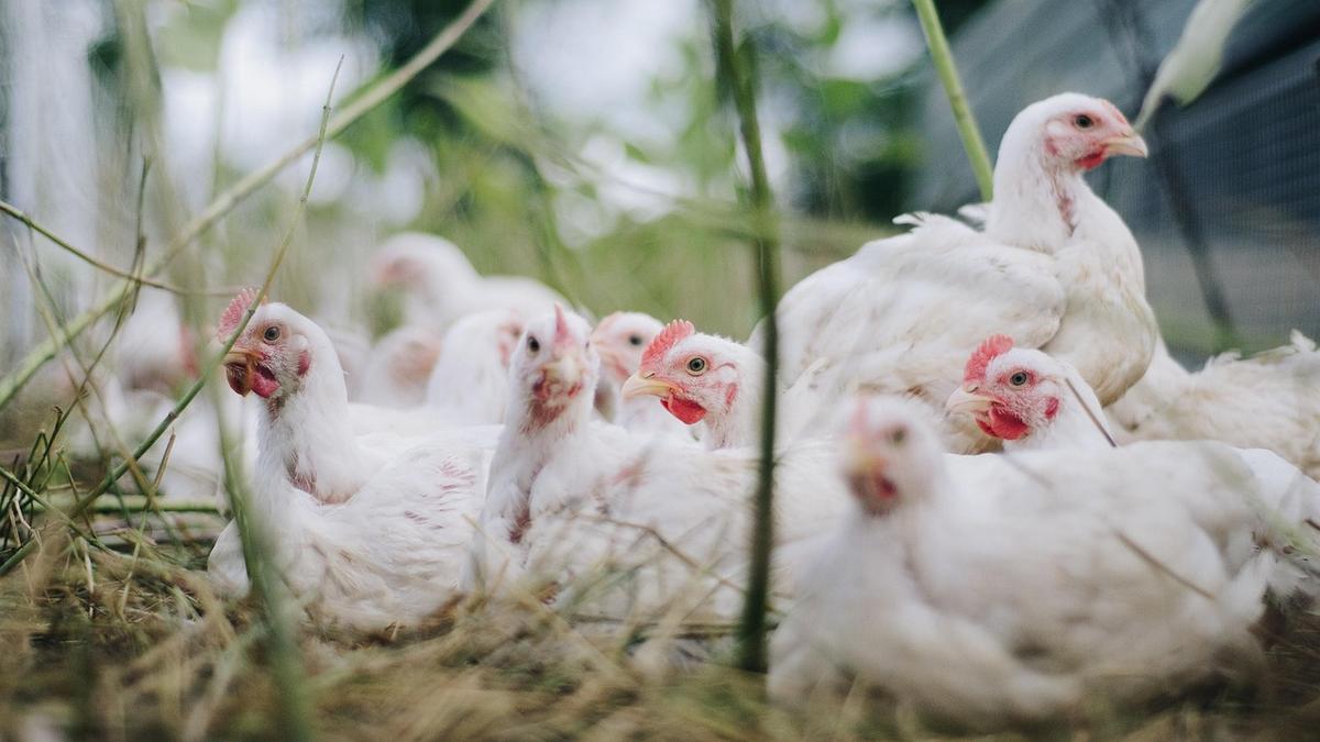 Veszélyben az emberek: Az állatok világjárványa – Szakértők aggódnak a madárinfluenza miatt