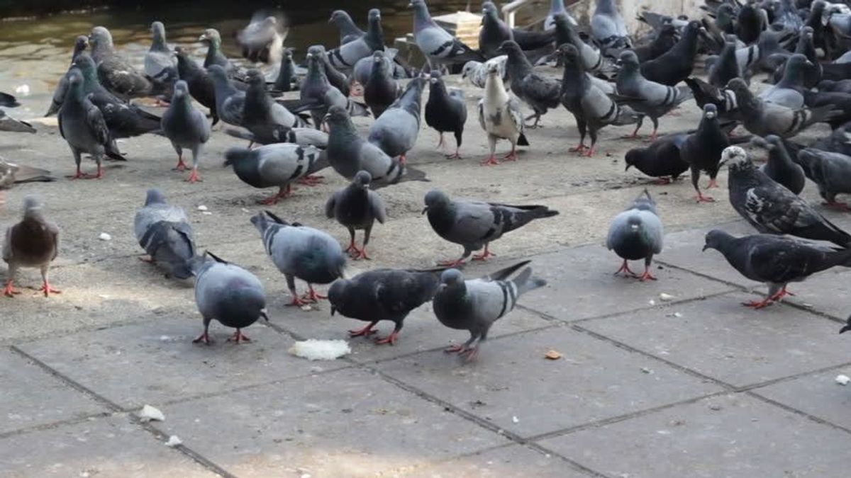 A galambok tömeges kiirtása megszavazva egy német városban