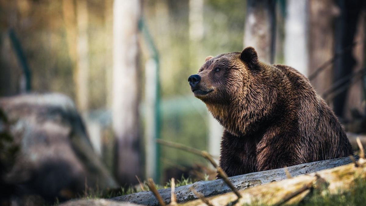 Hogyan reagálj, ha veszélyes medvék és farkasok körülvesznek az erdőben: Fontos tanácsok és teendők