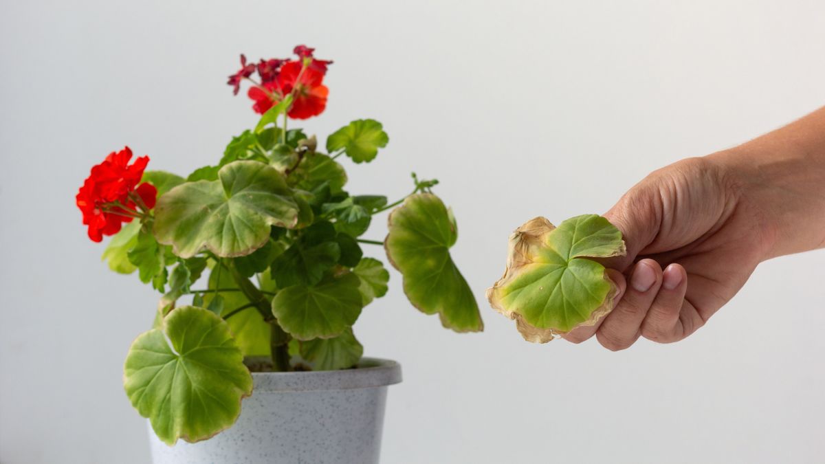 5 hatékony módszer a rozsdás muskátli levelek megmentésére