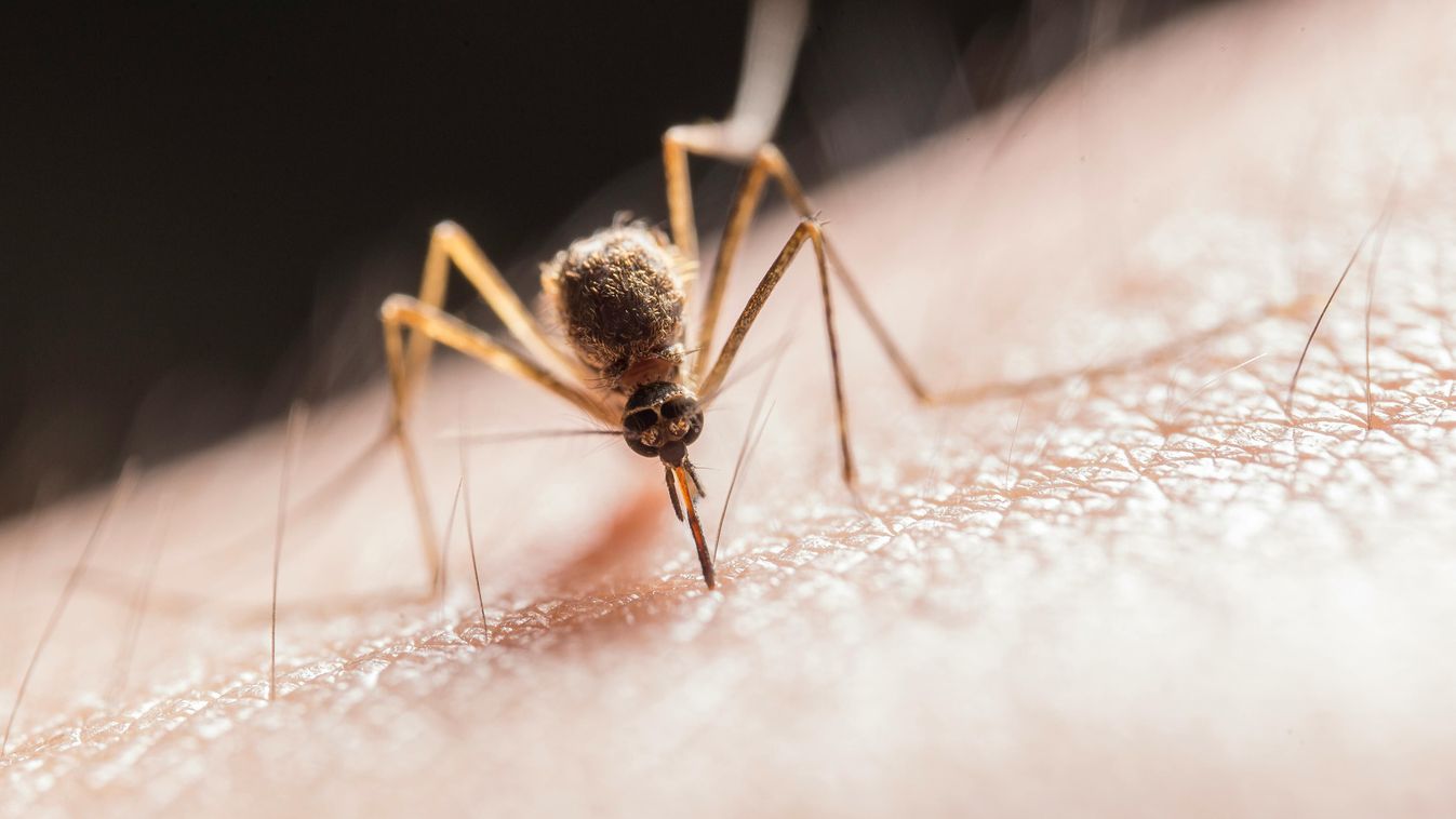 8 hatékony módszer a szúnyogok távoltartására