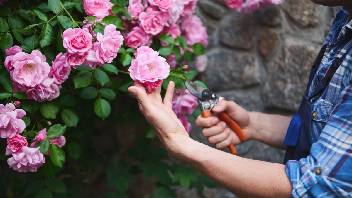 A rózsa mesterművészeti gondozása: hogyan virágoztasd egész nyáron