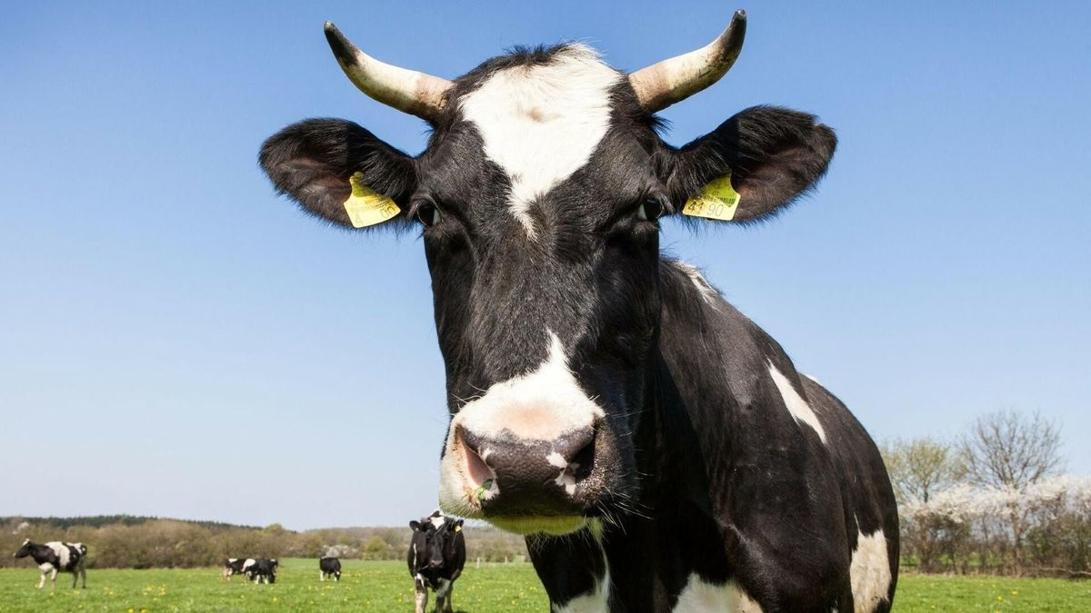 Az uniós országban adóztatják a tehenek károsító kibocsátásait
