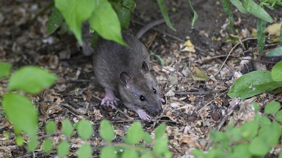 Pestis riasztás az Eb-n: Vigyázzunk egészségünkre!