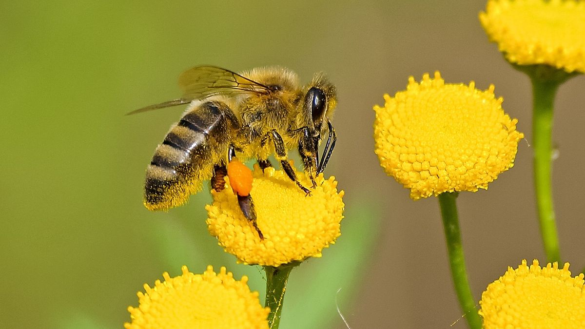 Életveszélyes: Egy méhcsípés is halált okozhat