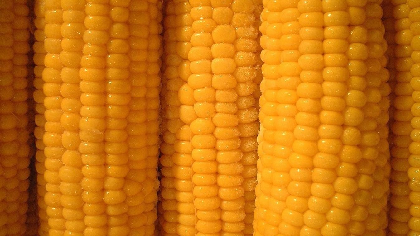 6 titok a tökéletes főtt kukorica elkészítéséhez, amit eddig talán nem ismertél