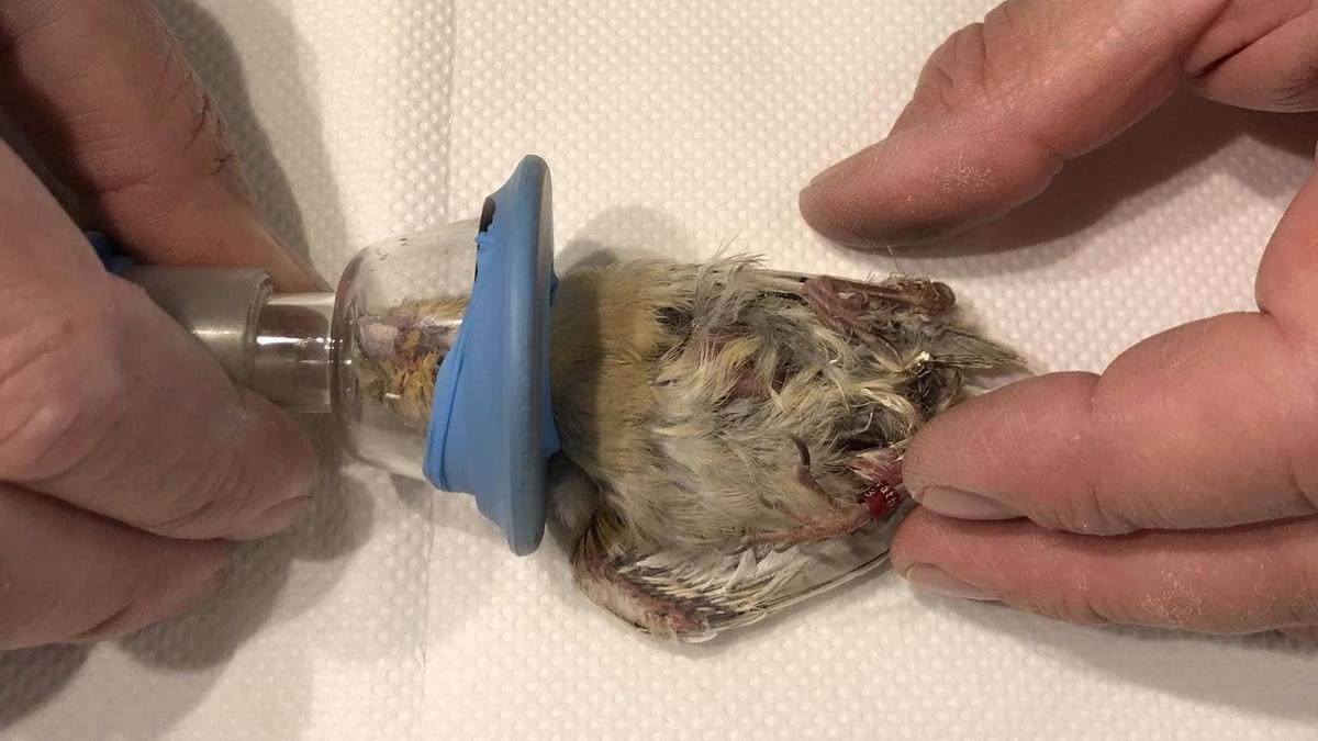 Szívbemarkoló tett: 19 grammos madárfiókát mentett meg a sukorói csodadoktor