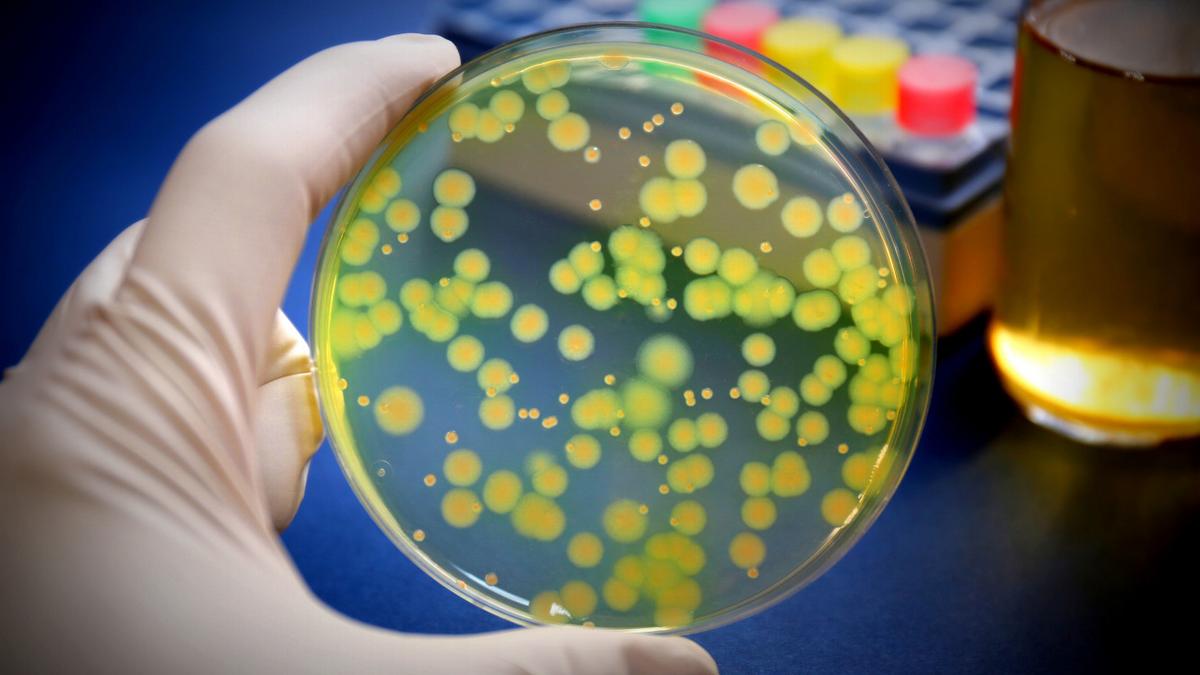 A fertőzés halálos kísértése: a trójai falóként működő halálos kórokozó sejtjeinkbe hatol