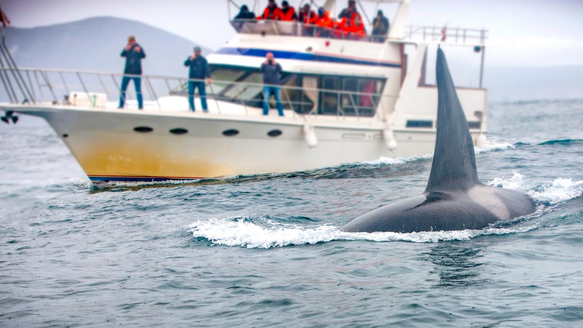 Az itt most egyik lehetőség, "Tengeri rémálom: gyilkos bálnák fenyegetik a hajókat