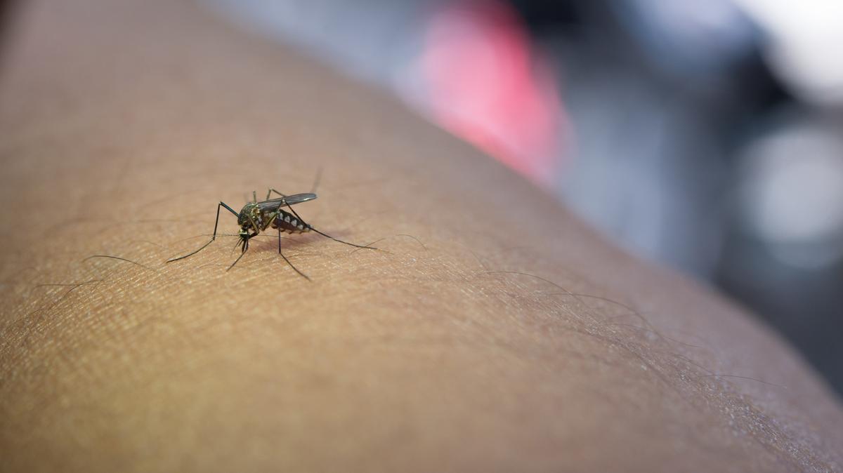 Riasztást adtak ki: brutális szúnyoginvázió várható