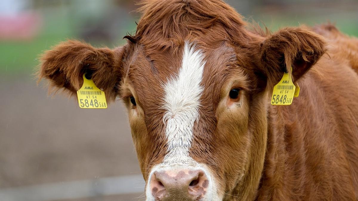 Veszélyben a tehenek a hőség miatt: így segítenek rajtuk a gazdák