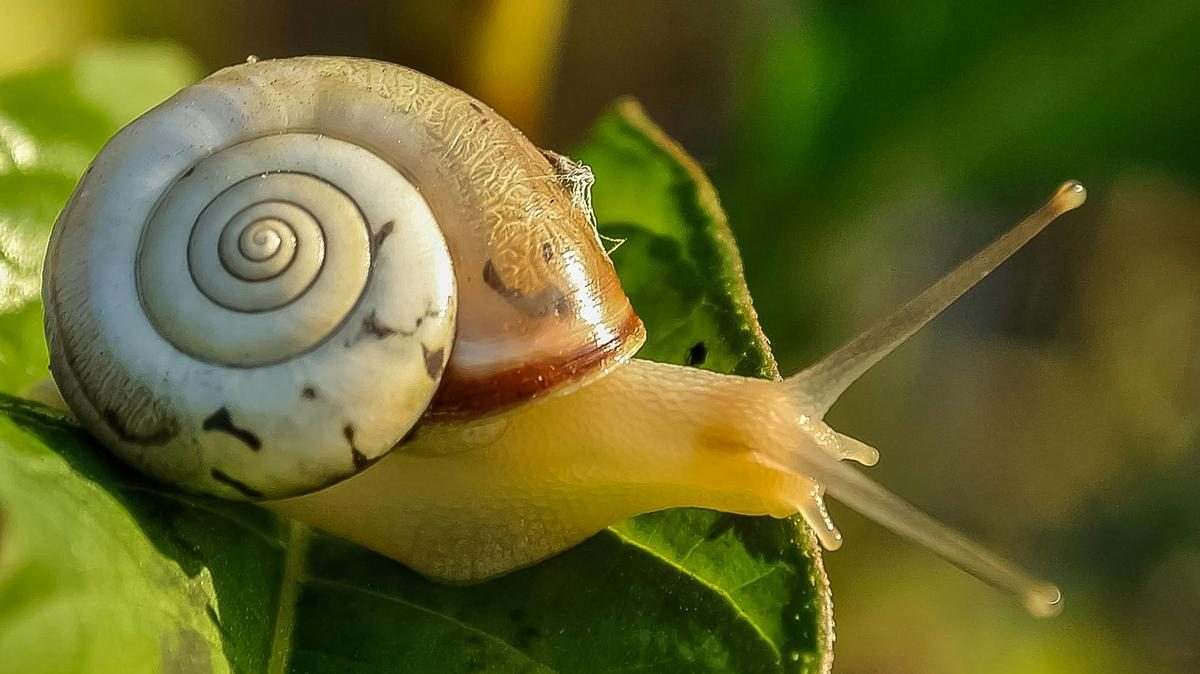 Az invazív csigák preferenciái: Vörös szín kedvelése, fokhagyma ellenállása