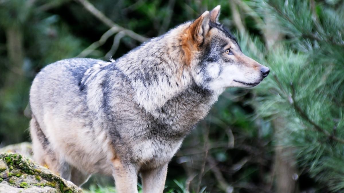A Farkasok visszatértek az Északi-középhegységbe: Vadállatok fényképezése a természetben