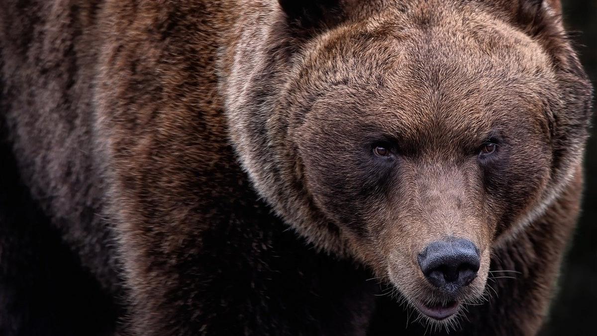 Egy brutális medvetámadás áldozata: részletek a tragédia, amely a Bucsecs-hegységben történt – videó