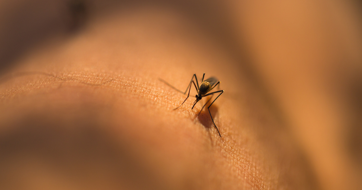 Magyarországon elszaporodtak a szúnyogok: a gyérítés nem hoz eredményt