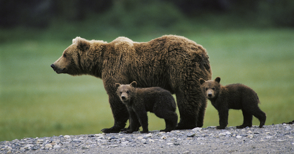 Veszélyes medvék fenyegetik a turistákat egy magyarországi kirándulóhelyen